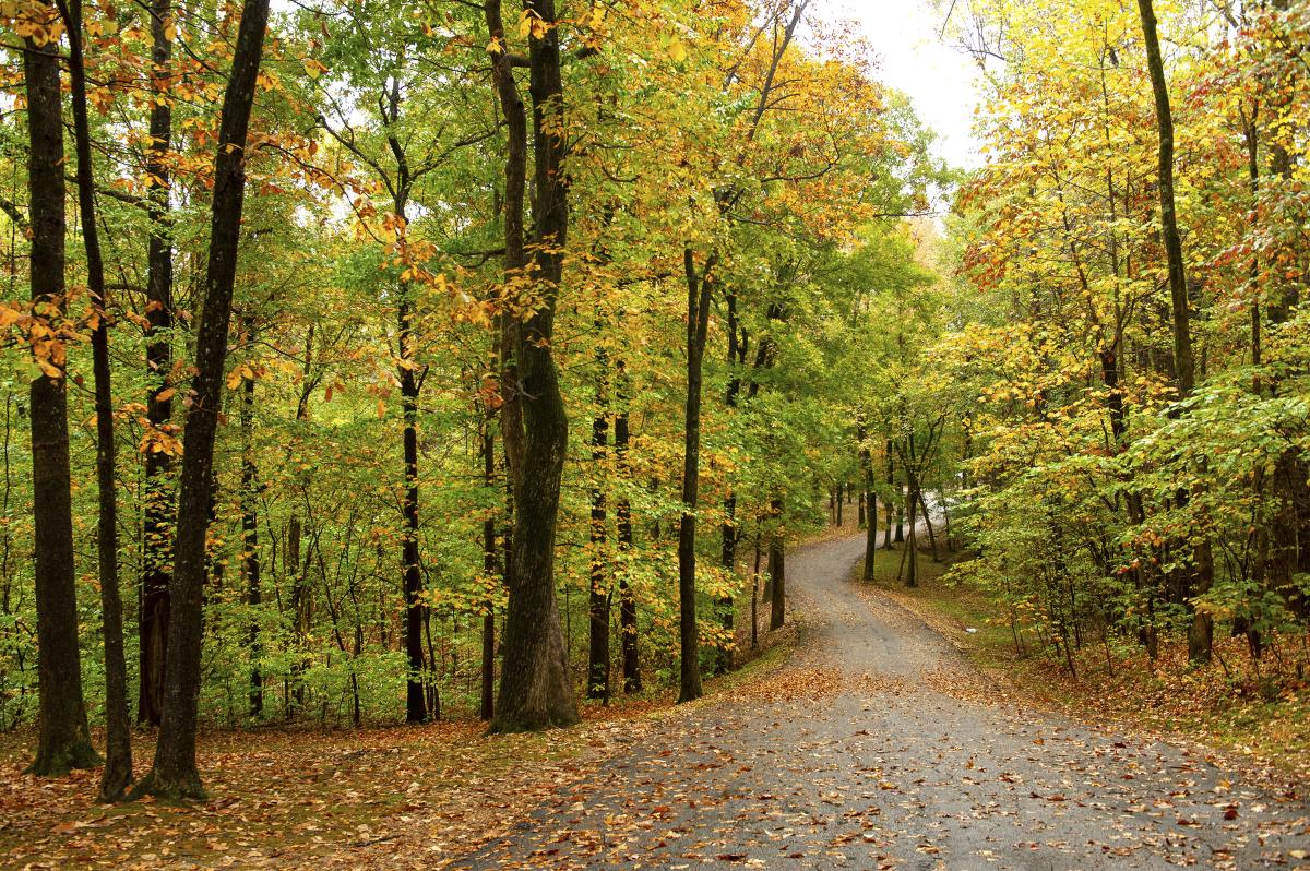 Fall Foliage Drives And Destinations